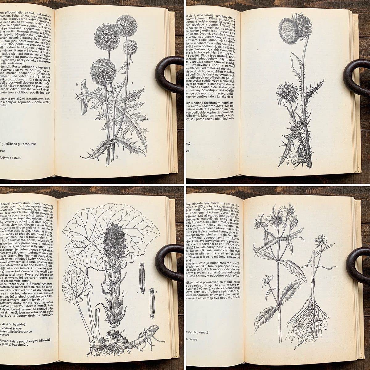 洋書　古書　希少　ヴィンテージ植物図鑑　繊細で美しい植物画 Amazon.co.jp: チェコの古い植物図鑑(ROSTLINY LUK PASTVIN VOD A