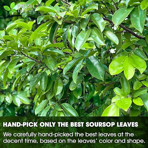 Miniatura 8 de Más de 230 hojas secas de graviola de guanábana premium, 230-250 hojas naturales, hojas enteras de guanábana, artesanal, graviola, guanábana, hoja