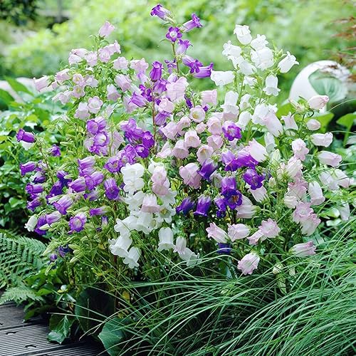 Miniatura 4 de YEGAOL Garden - Semillas de Campanula de Canterbury Bells, tamaño mediano, para bienal y cuidado, flores de corte ornamental, bordes de jardín, 100