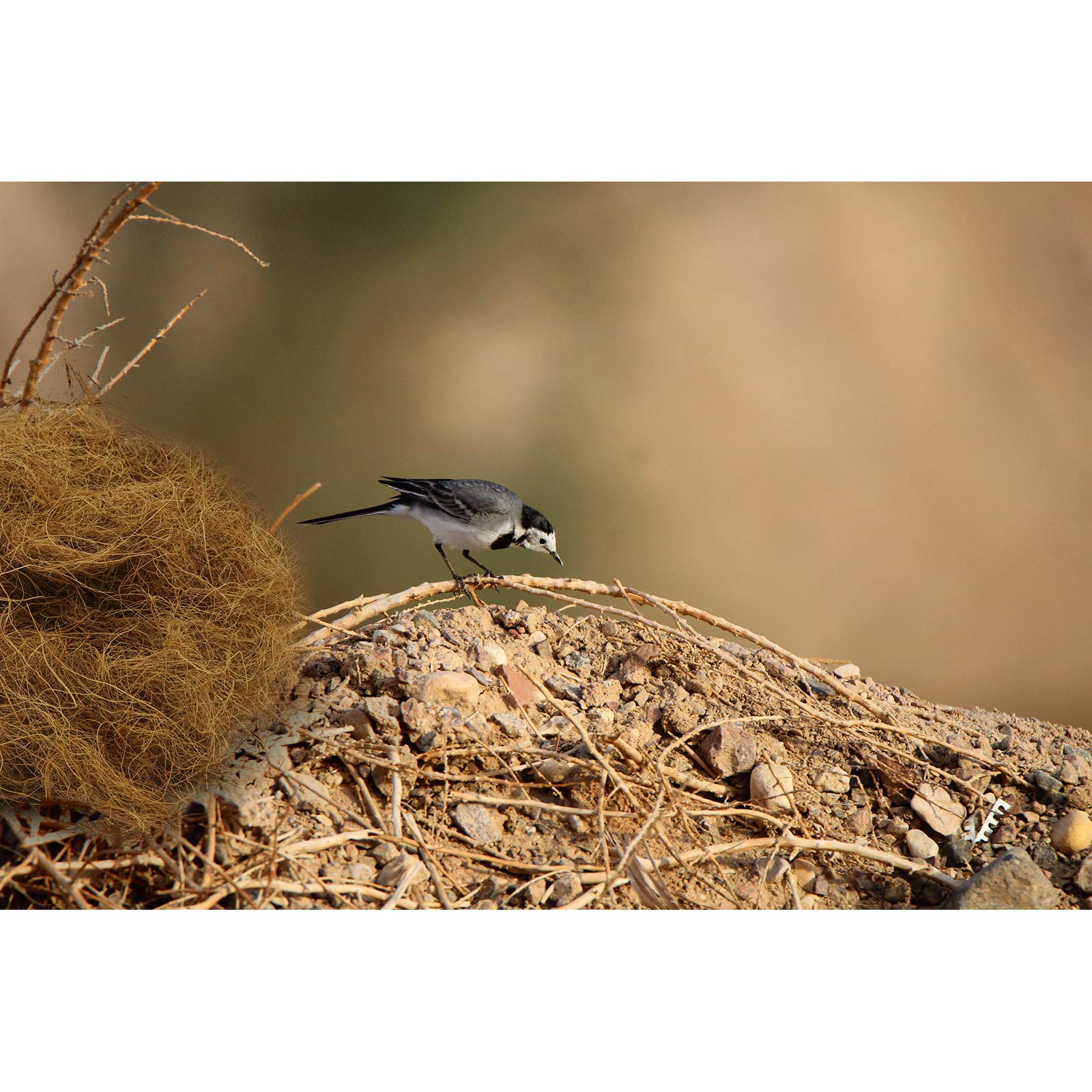 Seaokais 2.1 oz/ 3 oz Coconut Fiber Bird Hut Natural Nesting Material