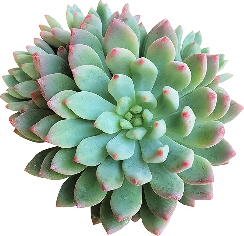 Echeveria Sedeveria Blue Elf 2 pulgadas Suculenta saludable Echeveria Live Easy Care planta interior de casa, totalmente arraigada en tamaños de
