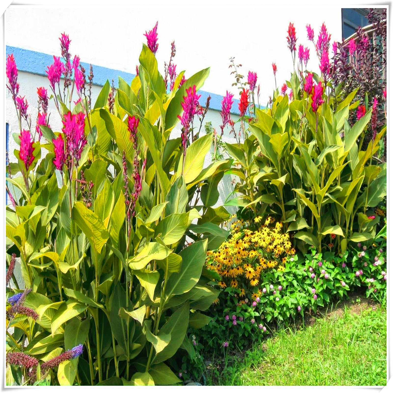 Hardy Canna Lily Bulbs – Perennials with Gorgeous Blooms – Professional-Grade for Stunning Garden Displays & Tropical Landscaping-4 Bulbs-D