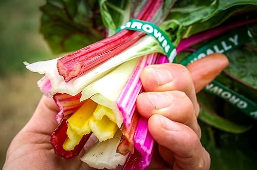 Miniatura 3 de Plant Good Seed Semillas orgánicas de acelga arcoíris – Paquete de 80, paquete de 400, semillas tradicionales para plantar verduras, suministros de