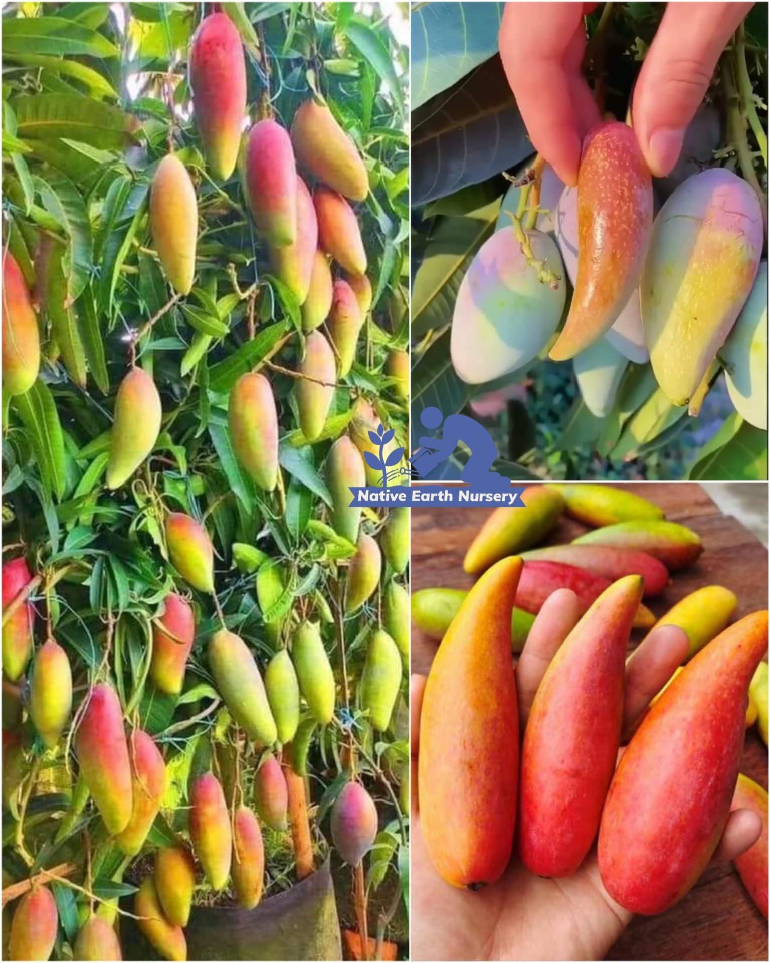 Native Earth Nursery Chili Mango Grafted Plant - Lajiao Mango Red Variety Fruit Plant (Pack Of 1 Healthy Live Tree, Height 3-4 Feet)