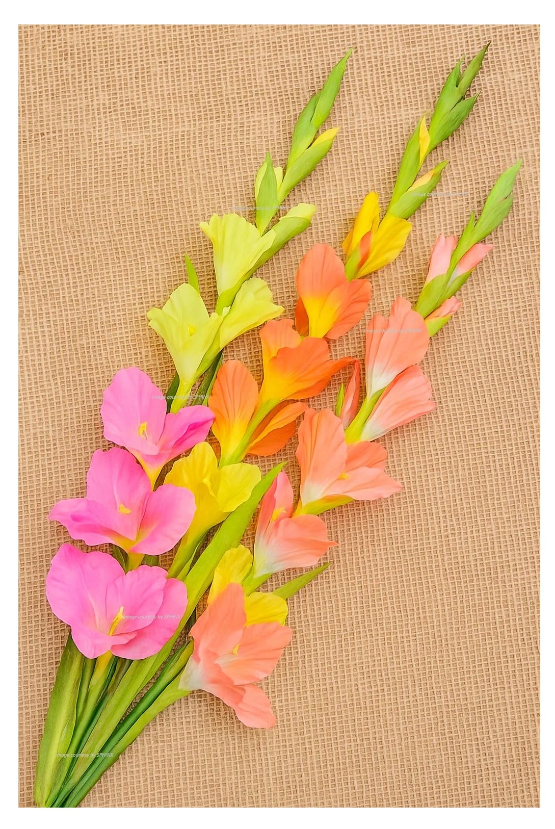 SPHINX Artificial Gladiolus Flower Sticks, 90cm Tall – for Home Decor, Garden, Living Room Decoration, Gifting, Bouquet Making, Table Centrepieces, Valentine’s Day- (5)
