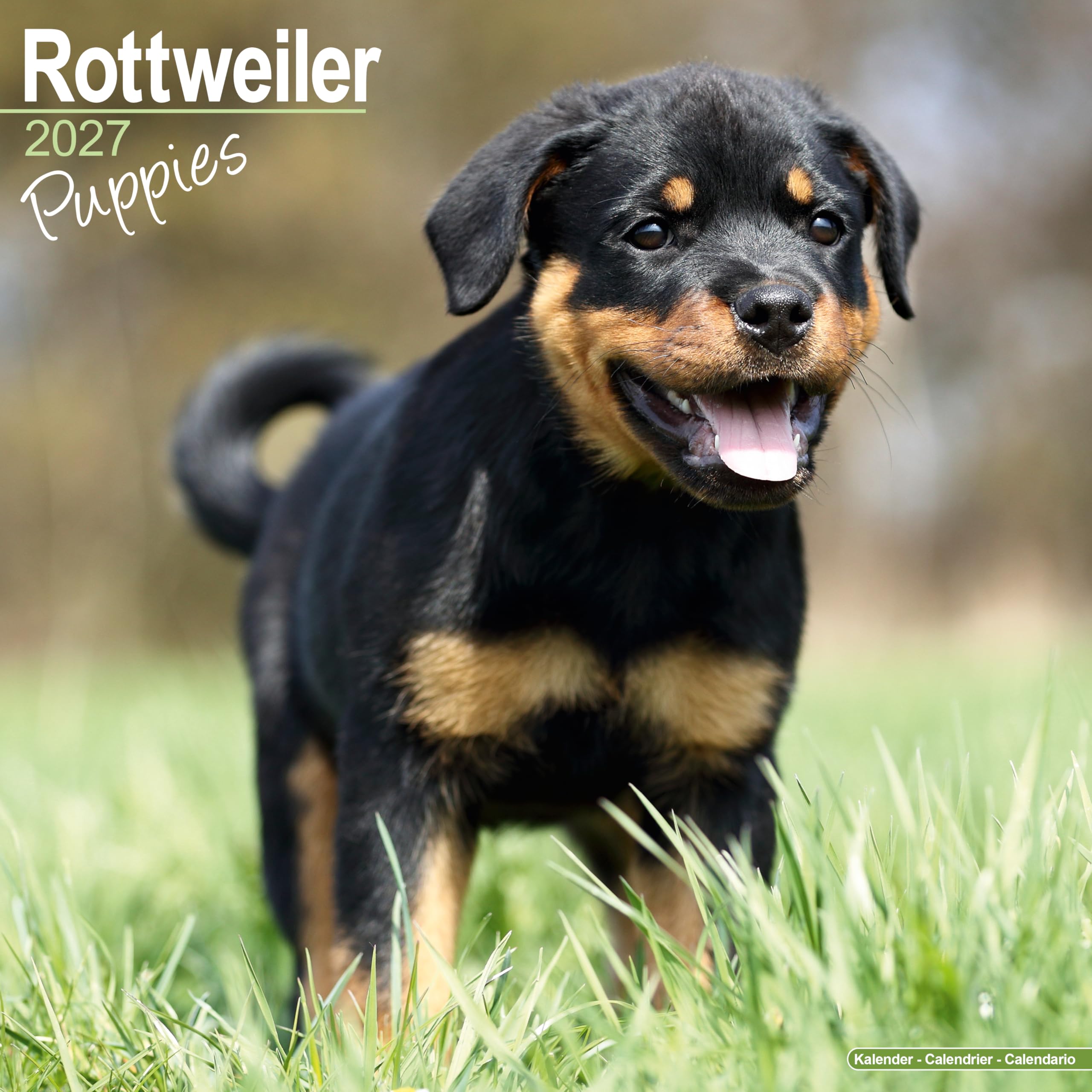 Rottweiler Puppies 2027 Calendar | Square Wall Calendar | Puppy Gift | Plastic Free Packaging | by Avonside Publishing