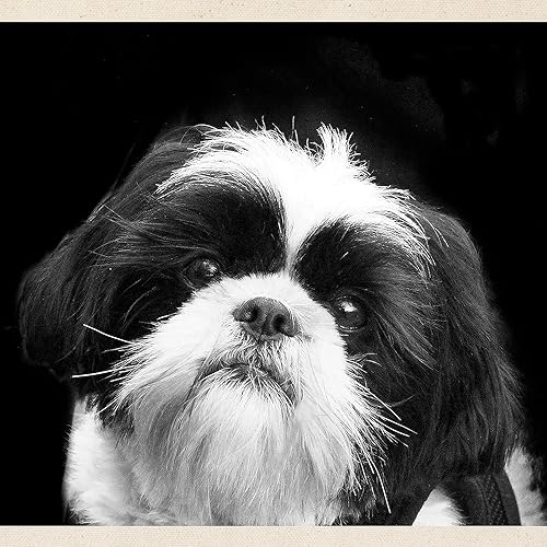 Miniatura 2 de CafePress Shih Tzu Fine Art Sandy Tote Bag Canvas Tote