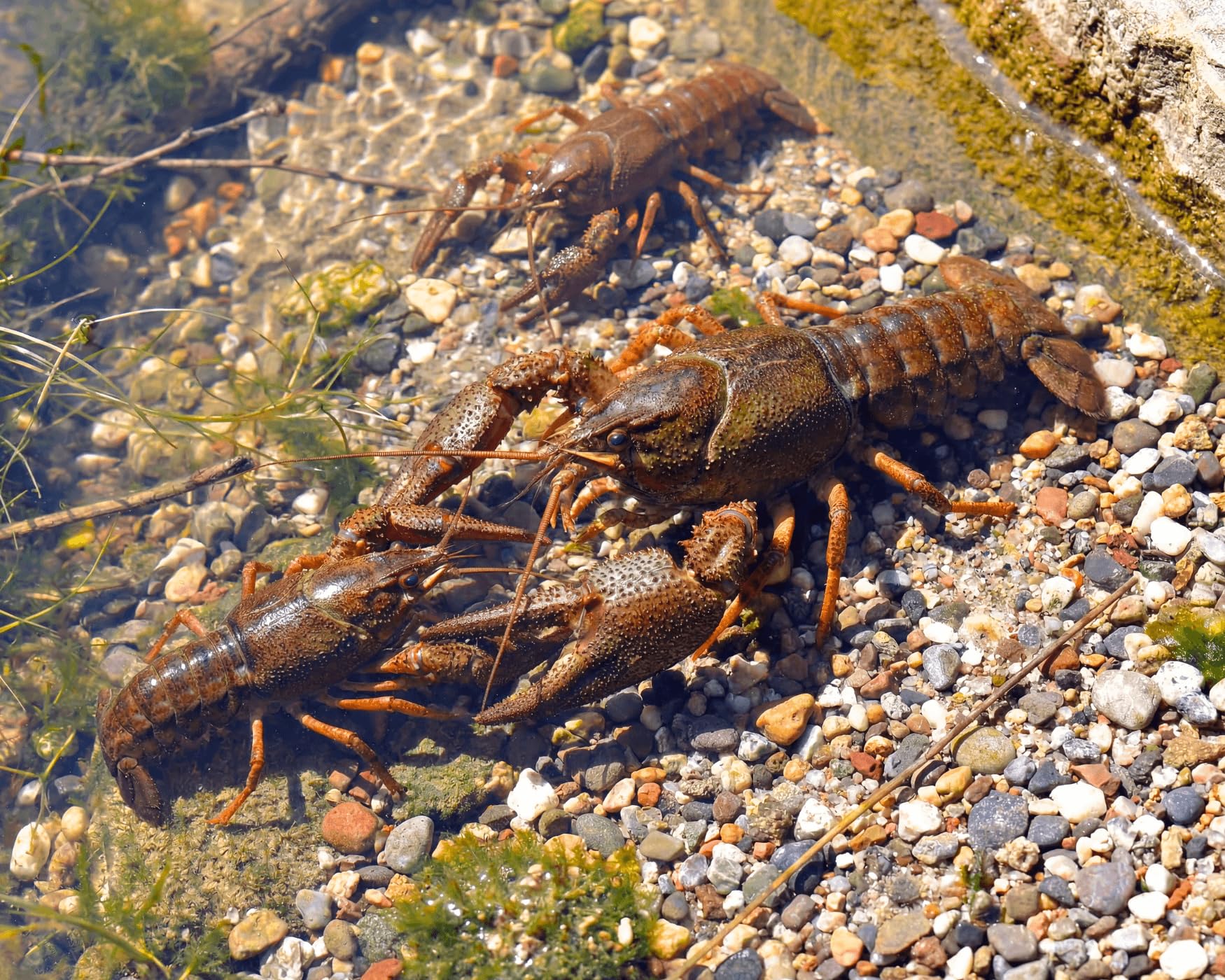 Teich Edelkrebs - Astacus Astacus I Die Gesundheitspolizei im Gartenteich I frisst abgestorbene Pflanzen und Tote Tiere I 1 Pärchen