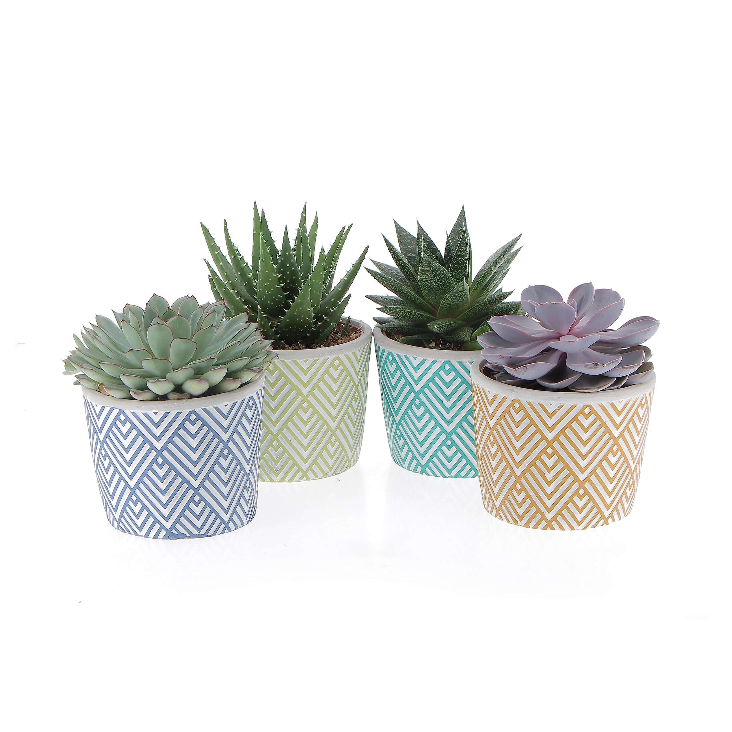 KENTIS - Set di 4 Vere Piante Succulente con Vaso Decorativo - Cactus Ornamentali da Interno - Piante Grasse da Appartamento - Pianta Succulenta - Vaso Ø 14 cm