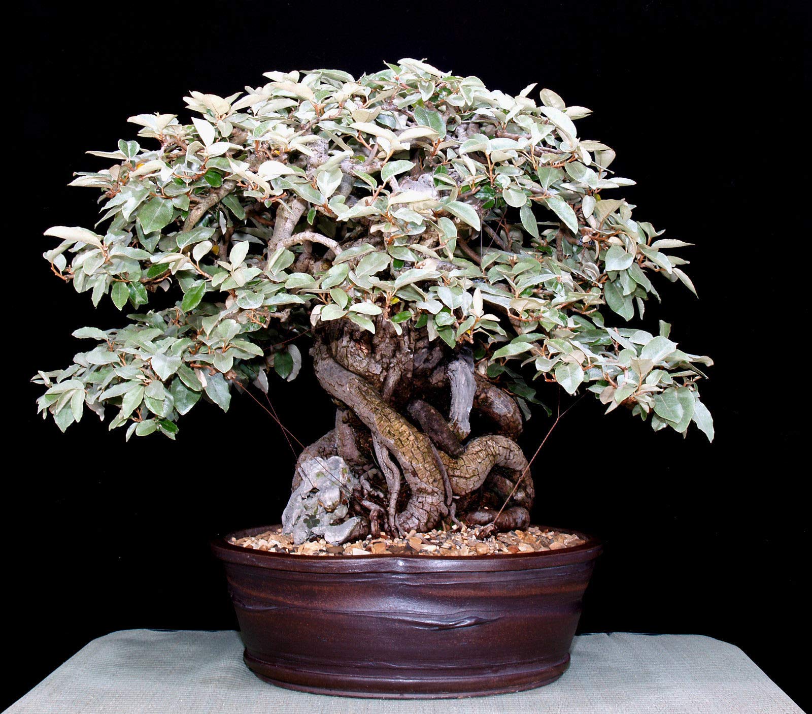 Portal Cool 30 Semi Schmalblttrige weide Bonsai Prebonsai Il Saatsamen  Semilla Korn : Amazon.de: Garten