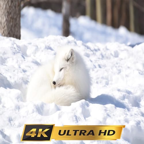 Wild Arctic Relaxation ScreenSaver for TV, Apple TV, PC