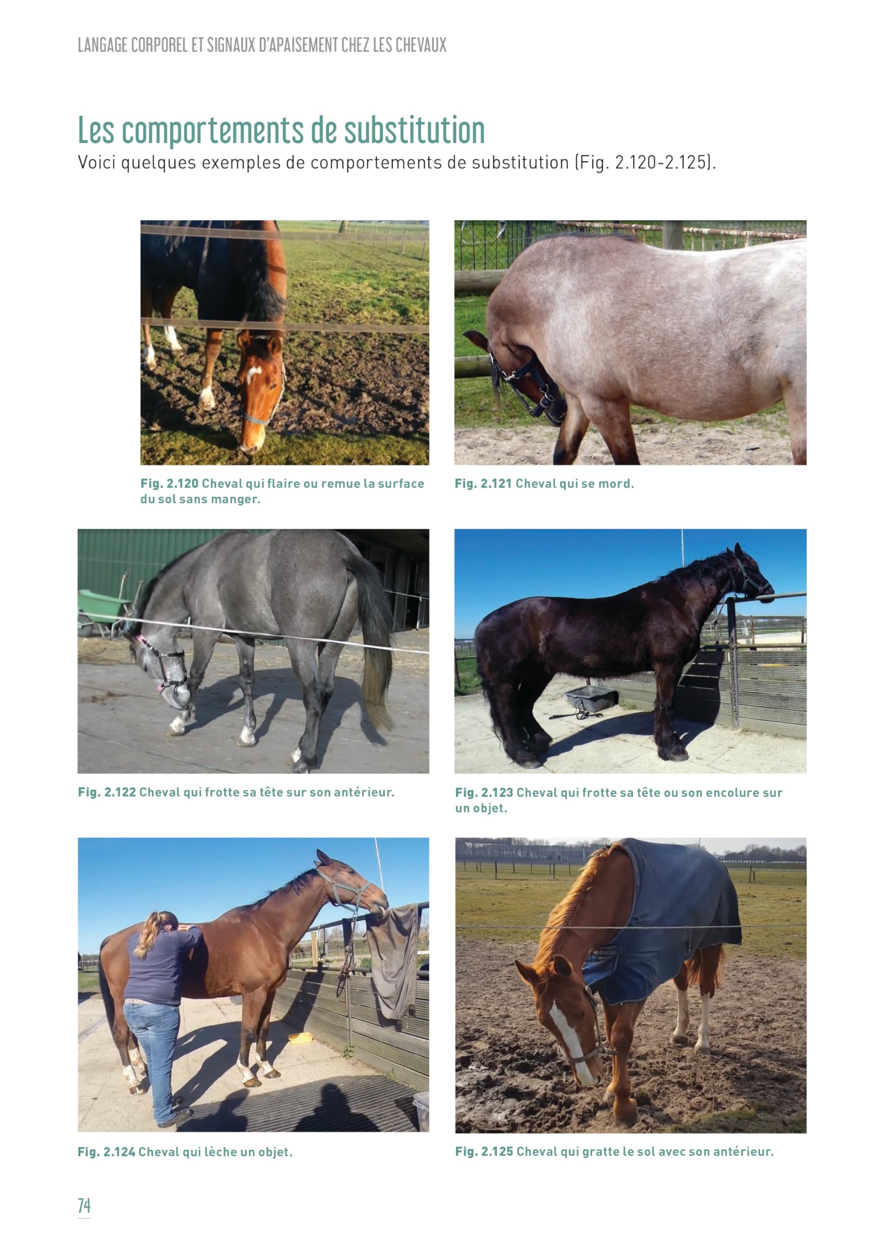 Langage corporel et signaux d'apaisement chez les chevaux: IDENTIFICATION ET APPLICATION