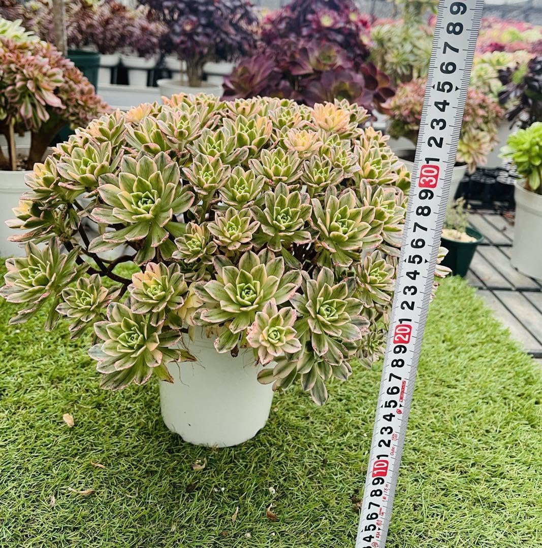 多肉植物 アエオニウム 群生セット Amazon｜多肉植物 30cm以上スイートティーアエオニウム群生株5鉢