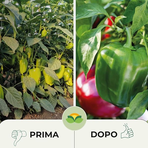Albagarden ZeRo - Zeolite Per Piante + Zolfo In Polvere + Ossicloruro di Rame - Prodotto INNOVATIVO 100% Naturale - Fertilizzante e Concime per Piante in Polvere da 1 KG - 5