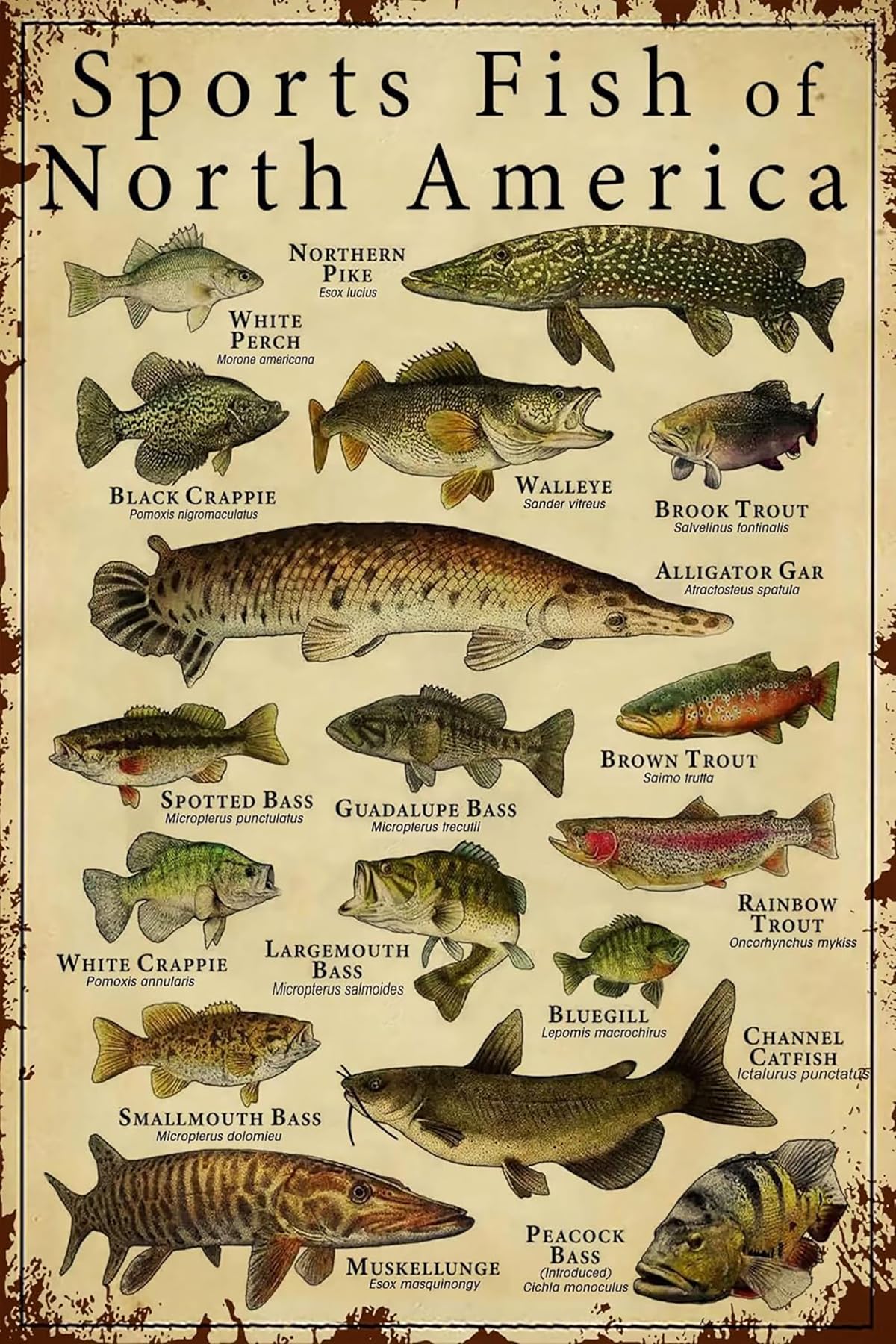 Scvgfdxzs Funny Fish Knowledge Vintage Metal Tin Sign Sports Fish of North America Poster Educational Wall Art Decorative for Home, Living Room, Kitchen, Dining Room Decor, Gift 12x16 Inch