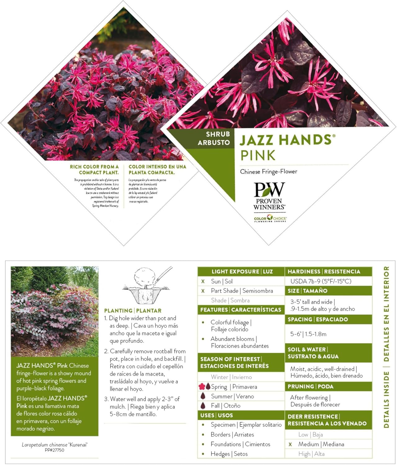Proven Winners 2 Gal. Jazz Hands Pink Loropetalum Shrub