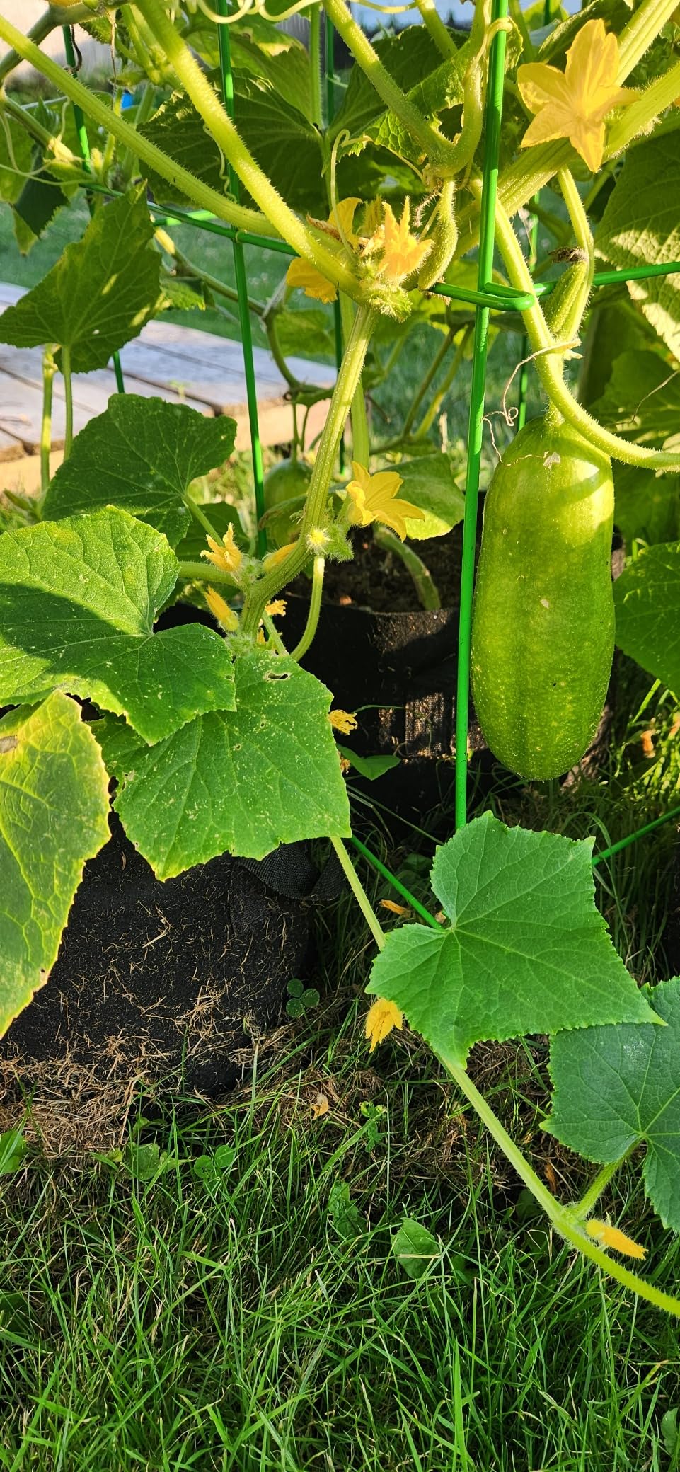 Not lemon cucumbers