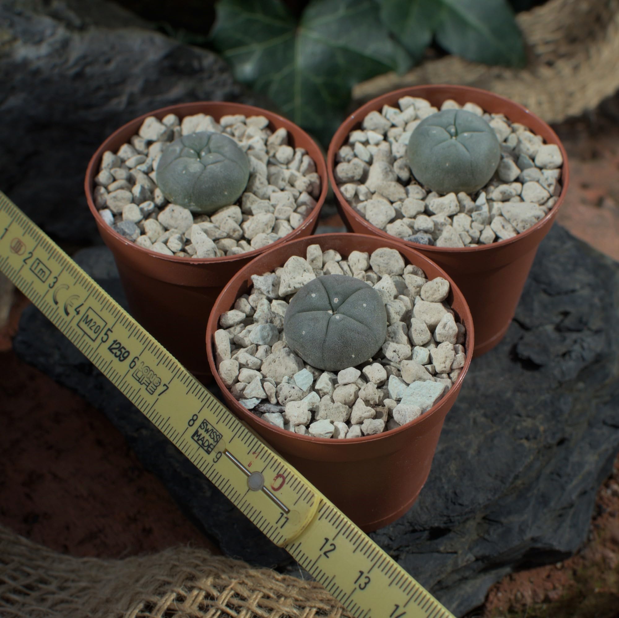 3x Lophophora williamsii peyote, Durchmesser 2cm