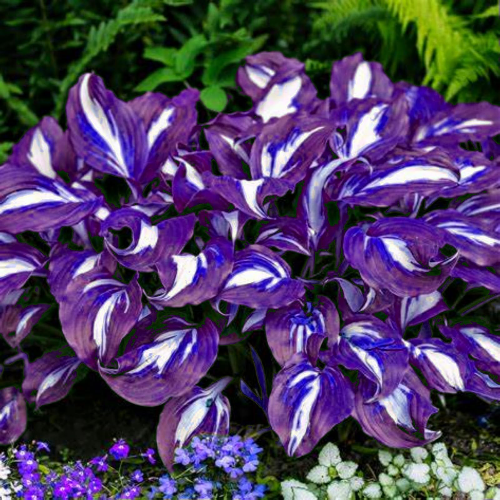 Premium Hosta Bulbs Simple to Grow – Perfect for Gardens, Enchanting Displays Hardy Hostas-6 Bulbs-I