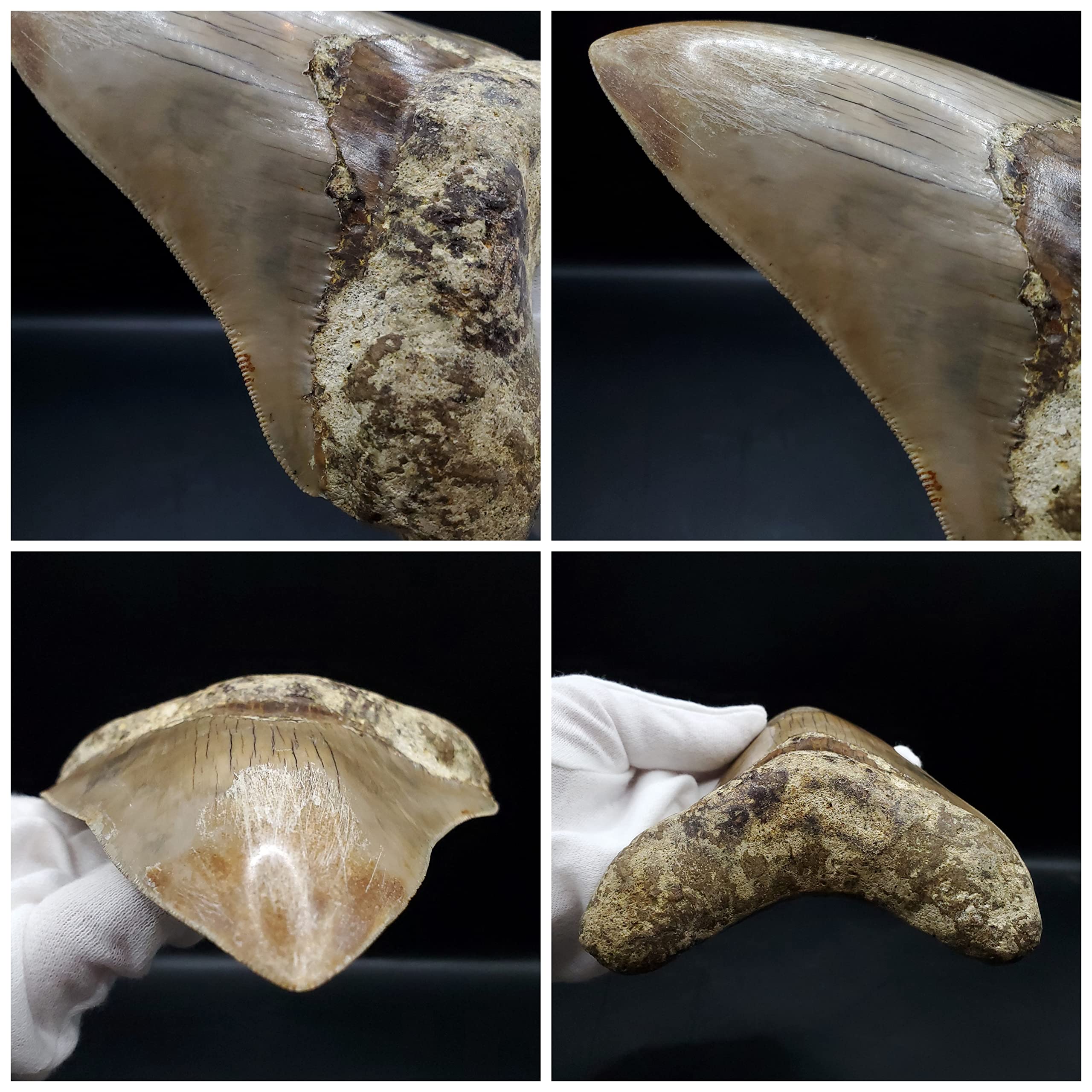 Amazon | 【化石専門店 LOLO】極上 メガロドン 歯 化石 本物