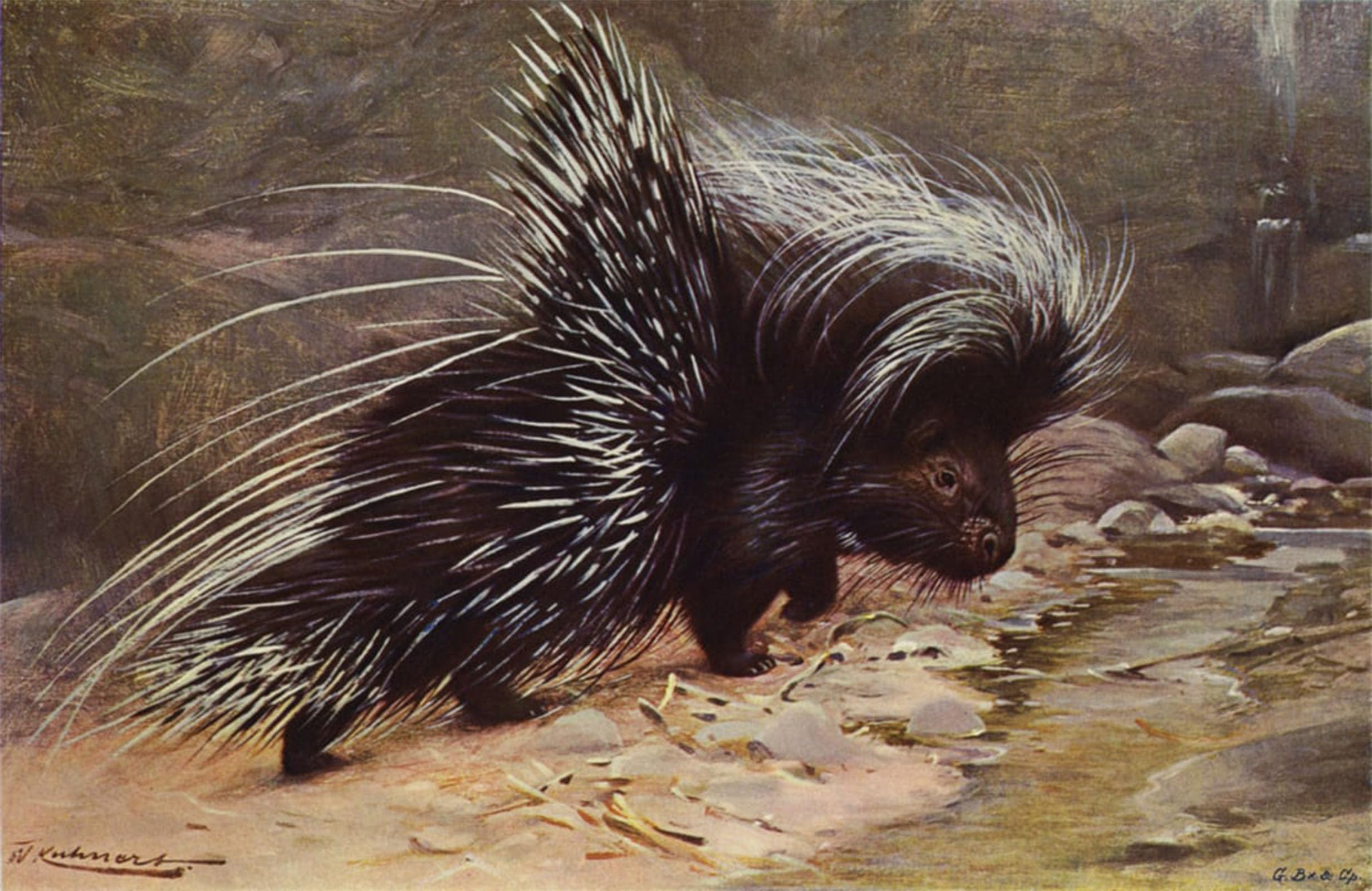 POSTERIIk Famous Print Pop Art Wall Art Graffiti Crested Porcupine by After Wilhelm Kuhnert Art Prints for Home Decor 60x90cm