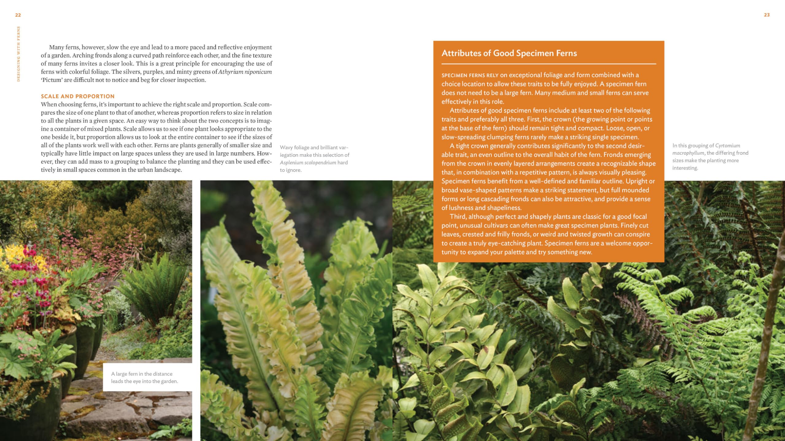 The Plant Lover's Guide to Ferns