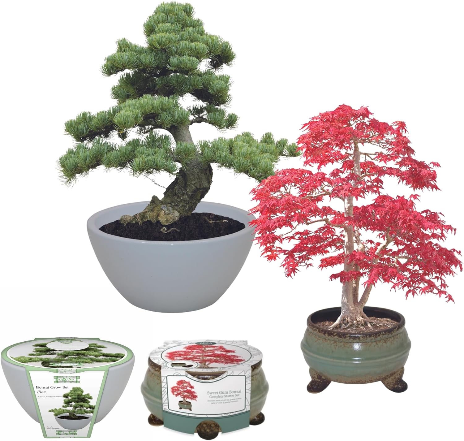 Green Ribbon & Bees Gifting Bonsai Duo Growing Gift Set Pine