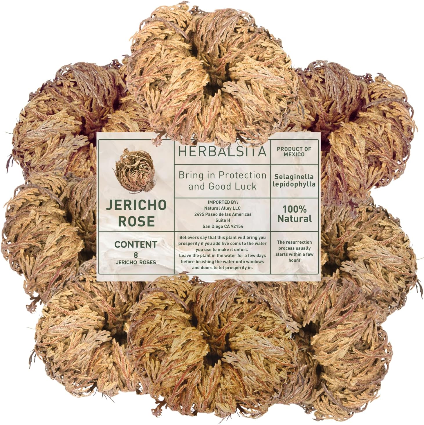 Herbalista - 8 Pack Large (2.5'' -3.5'') - Premium Rosa de Jericó (Resurrection Plant) – Jericho Flower Symbol of Prosperity & Abundance, Ideal for Home Decor & Spiritual Healing