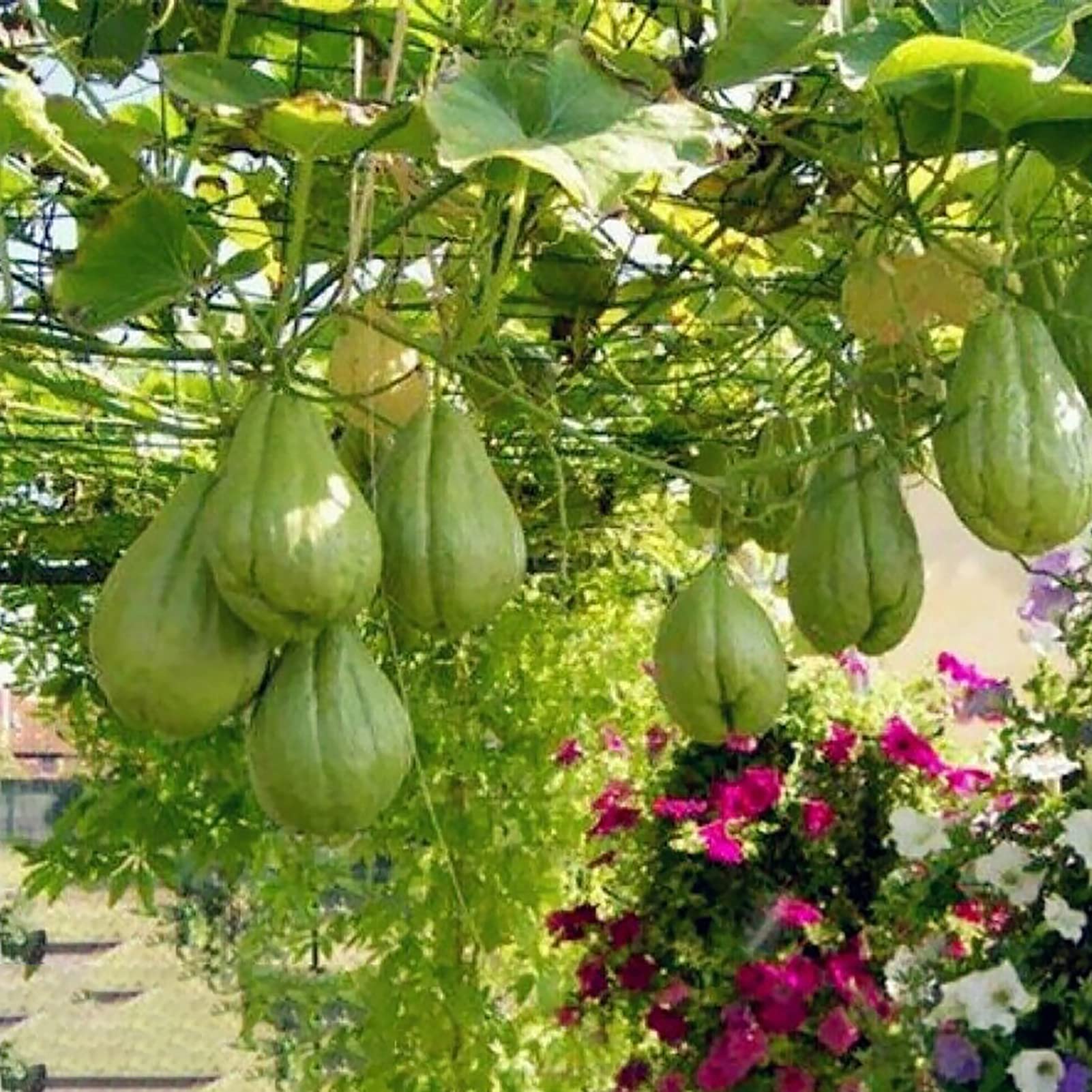 50 Stck Chayote-Samen, essbar, gute Ernte, hervorragende Produktion von  Gartensamen zum Anpflanzen Chayote-Samen : Amazon.de: Garten