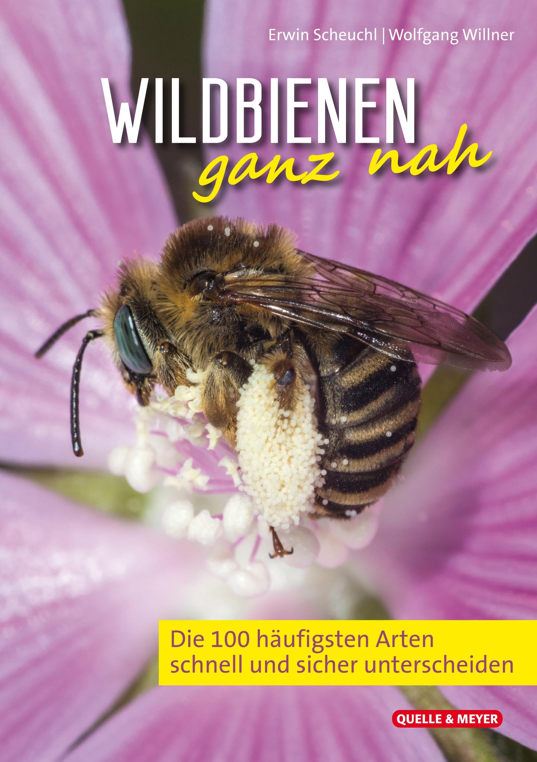Wildbienen Kompakt