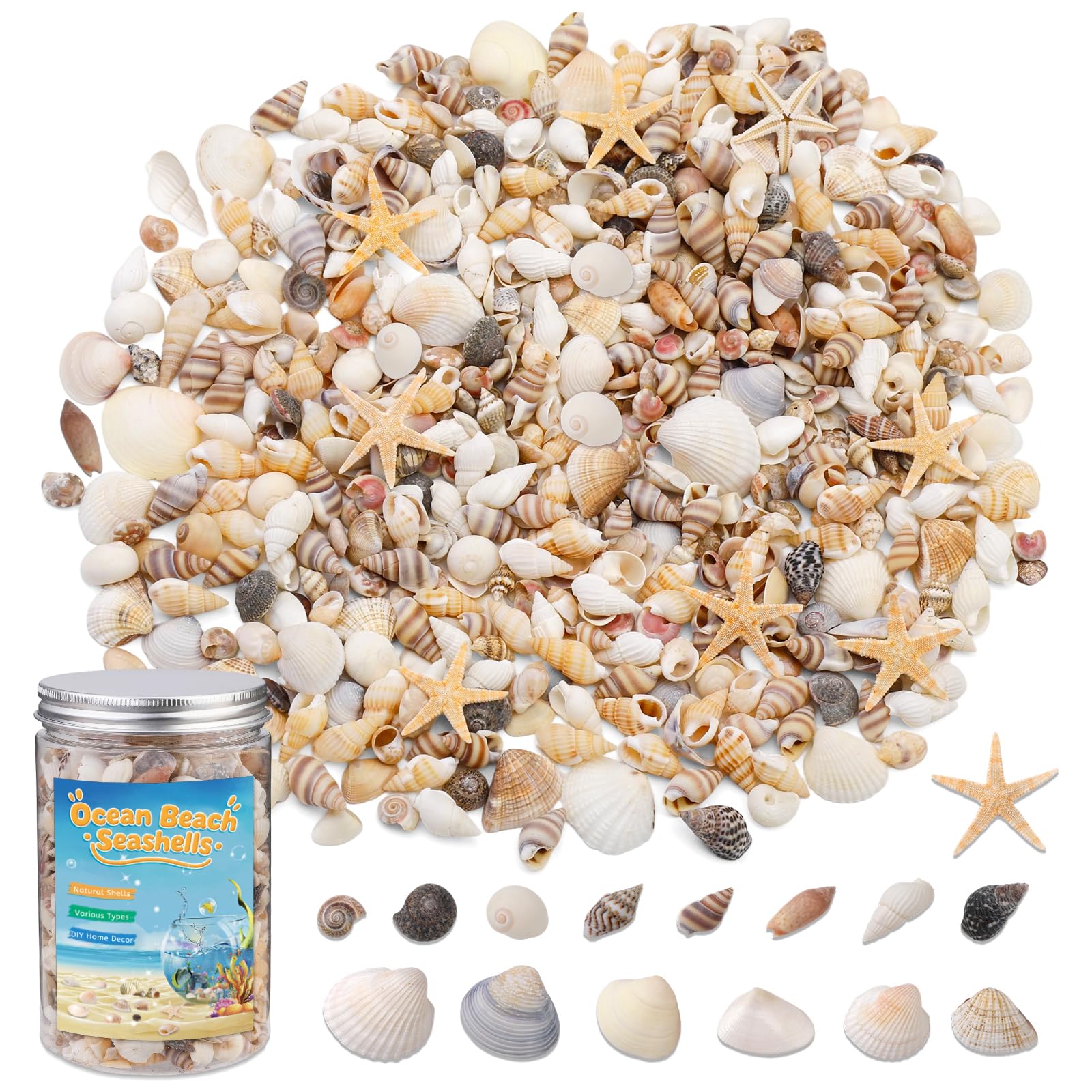 ZXIIXZ 1200 Pcs Tiny Sea Shells - vase fillers | Mubboo