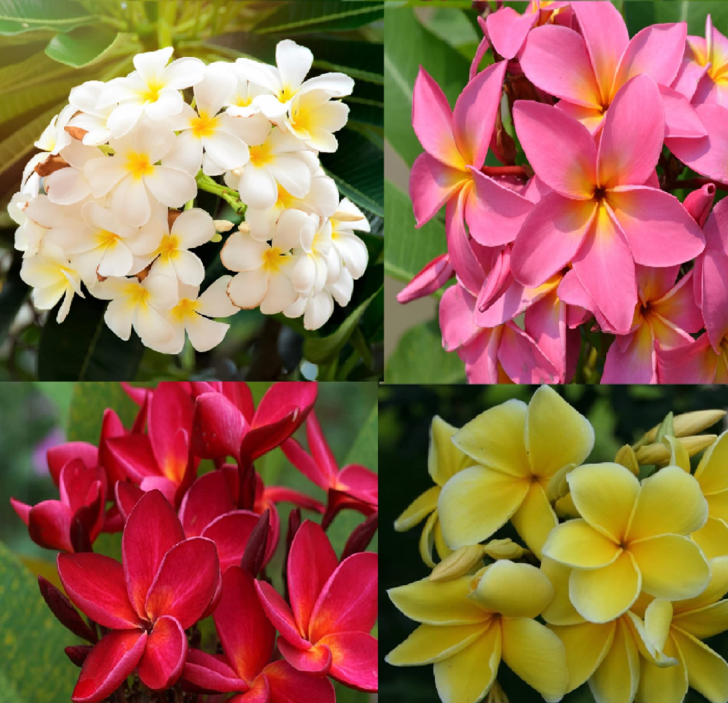 Hawaiian Plumeria Frangipani Live Mixed Plant Cuttings 4 Pack