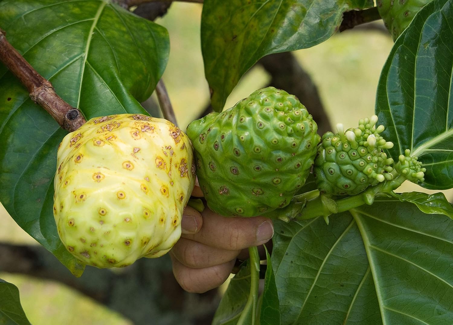 Virgin Noni Juice - 100% Pure Organic Hawaiian Noni Juice - 32oz Glass Bottle