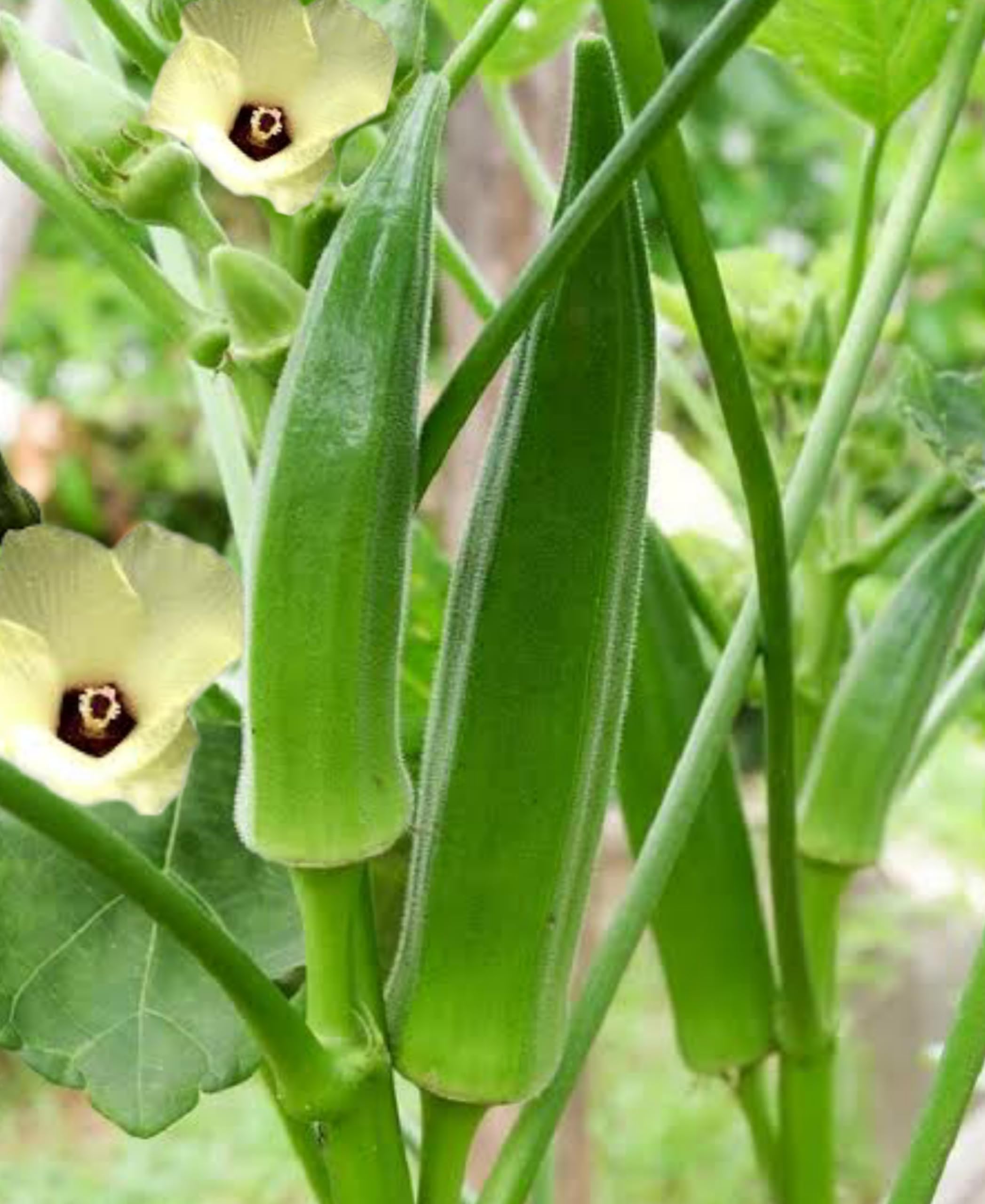 Rashmi Hybrid Lady Finger/Bhindi Seeds for Home and kitchen gardening,Okra Vegetable Seeds (Pack of 100 seeds) (B0CTG6FR24) Amazon Price History, Amazon Price Tracker