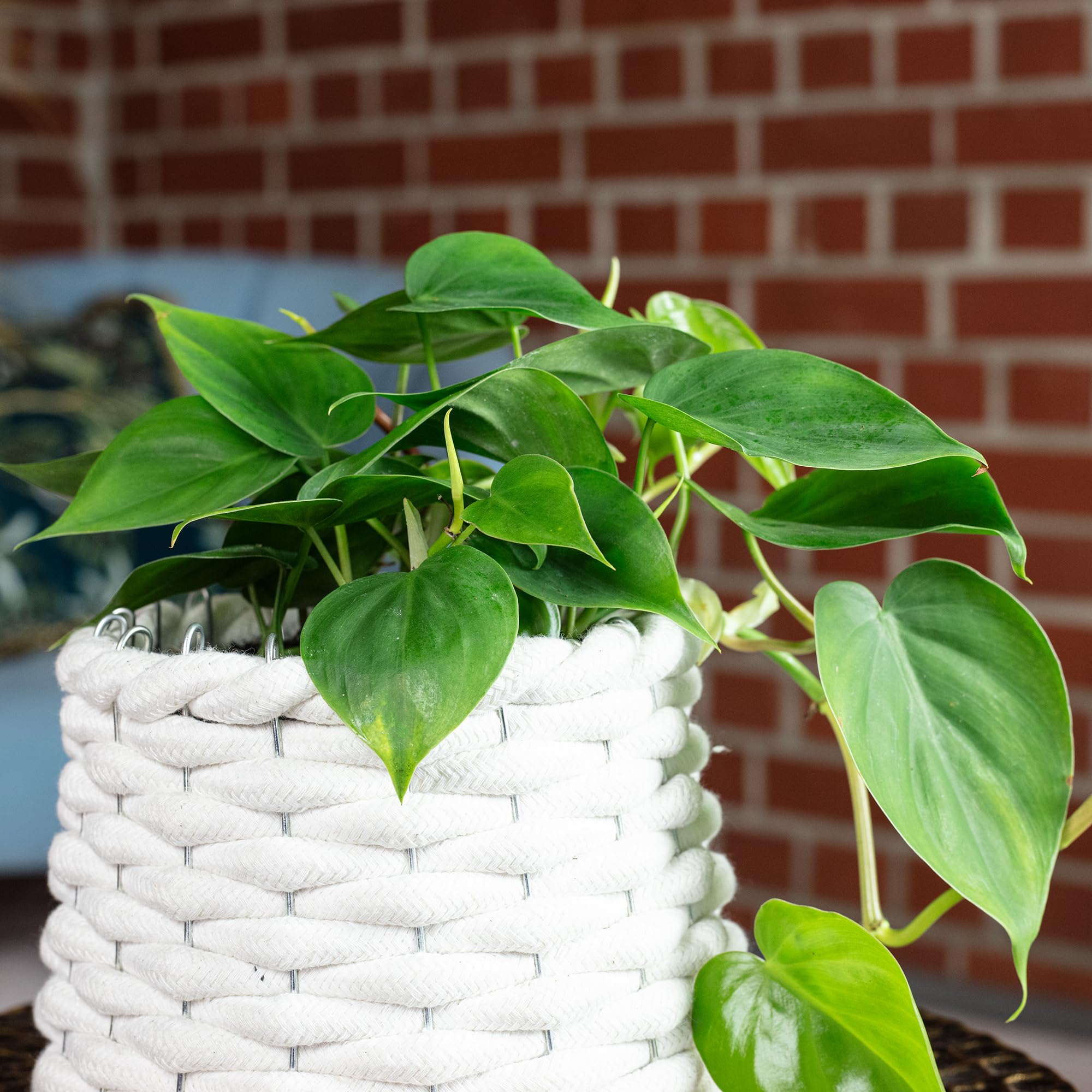Baumfreund - pflegeleichte Zimmerpflanze, Philodendron scandens - Hhe ca.  20 cm, Topf- 12 cm : Amazon.de: Garten