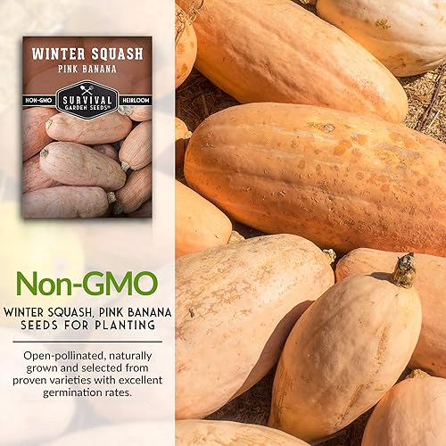 Miniatura 2 de Survival Garden Seeds - Semilla de calabaza de invierno de plátano rosa para plantar - 2 paquetes con instrucciones para cultivar verduras de