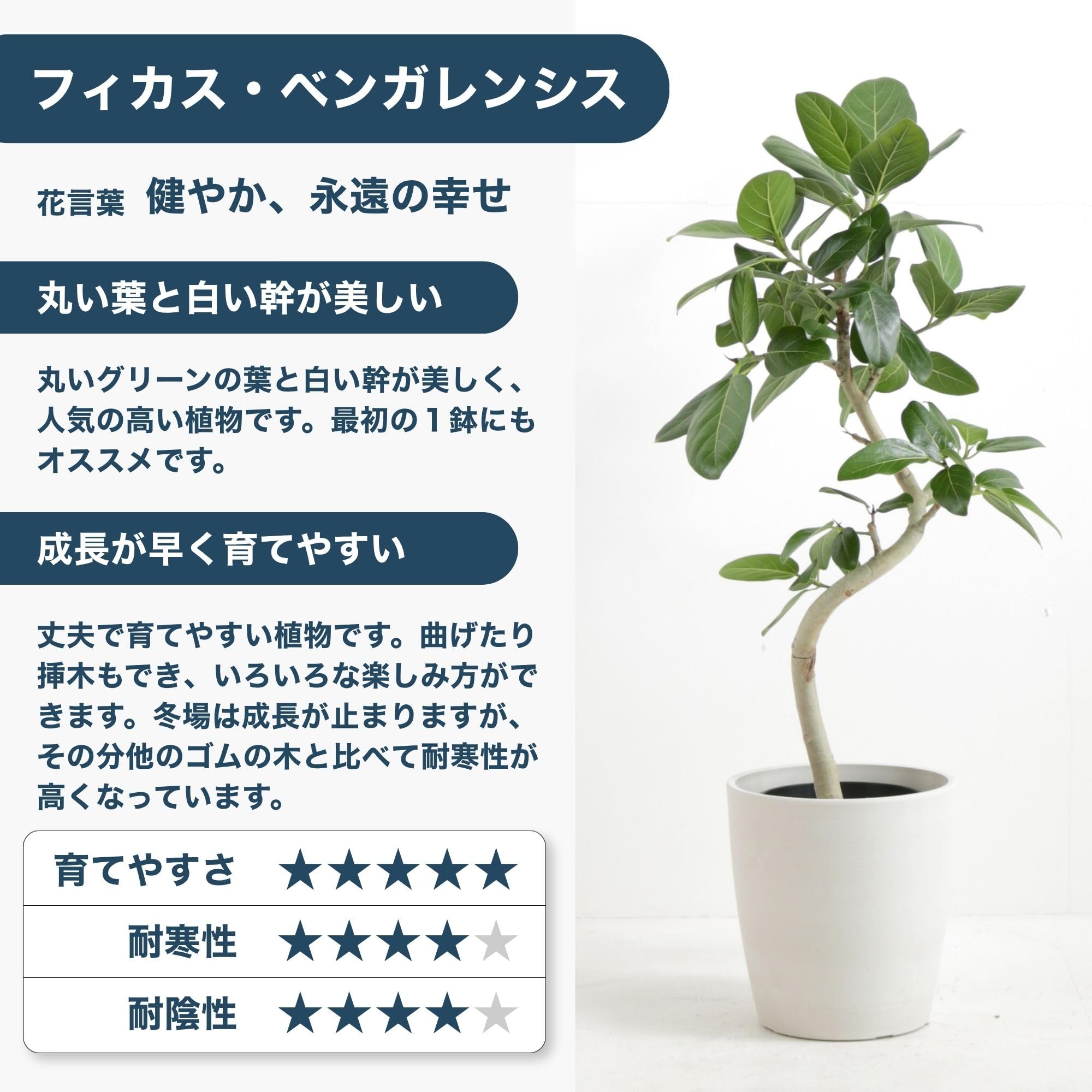Amazon｜AONOKI ベンガレンシス 曲がり 10号 鉢カバー付き シュエット