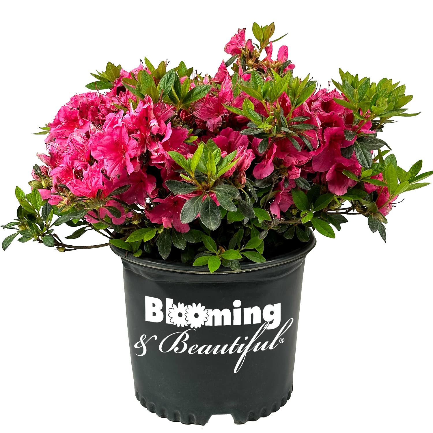 Girard's Renee Michelle Azalea