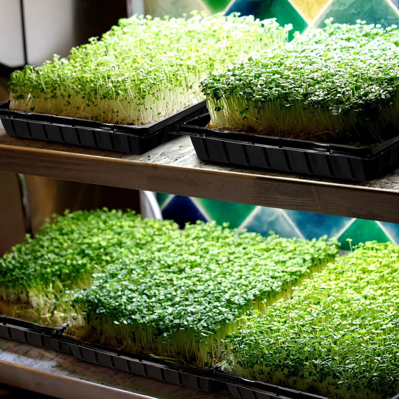 Yinder 20 bandejas de inicio de semillas de plantas, 1020 bandejas sin agujeros y bandejas de tapón de células con 100 etiquetas, bandejas de cultivo para vivero, germinación, hierba de trigo