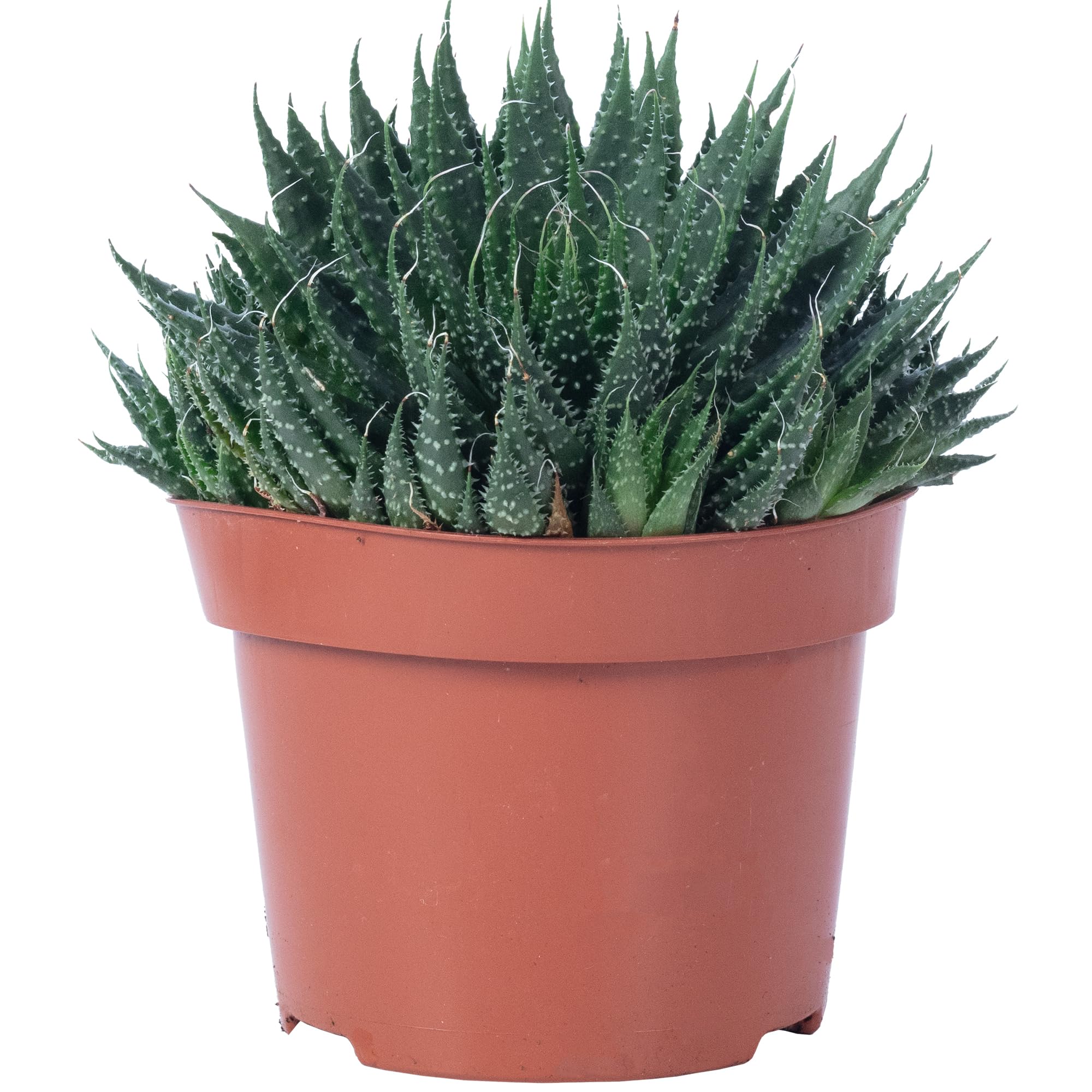 Aloe - pflegeleichte Zimmerpflanze, Aloe aristata 'magic rocks' - Hhe ca.  20 cm, Topf- 12 cm : Amazon.de: Garten