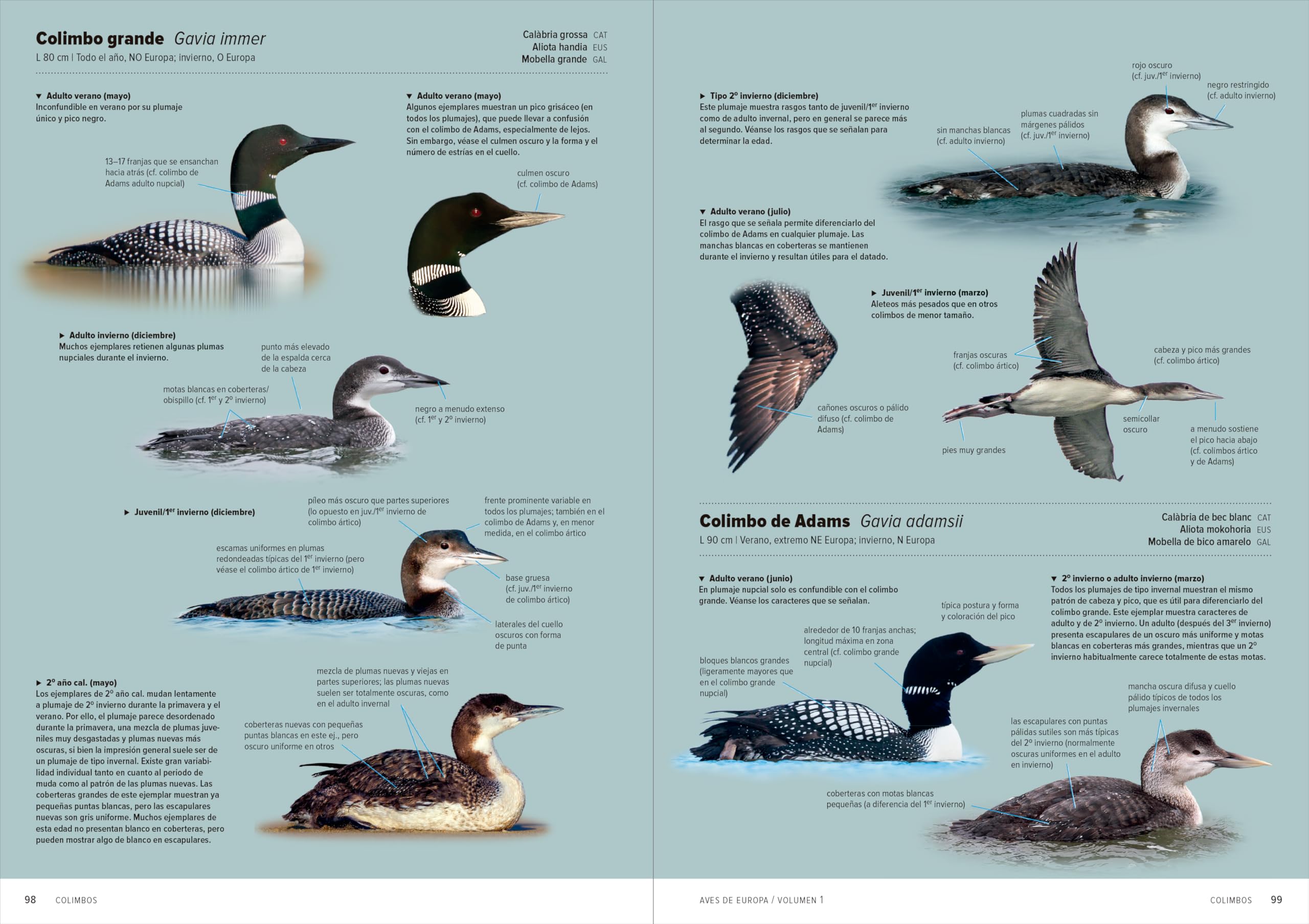 Aves de Europa: Identificación de todas las especies y plumajes