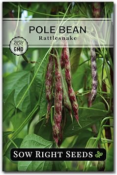 Sow Right Seeds - Rattlesnake Pole Bean Seeds for Planting - Non-GMO Heirloom Packet with Instructions to Plant an Outdoor Home Vegetable Garden - Stringless Variety - Tender with Purple Streaks 1