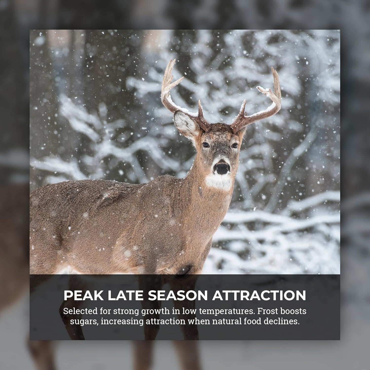 Brassica Binge Food Plot Seed – Regional Brassica Blend for Early and Late Season Deer Attraction, Fast Growing Annual Forage with Heavy Leaf Production for Hunting Properties