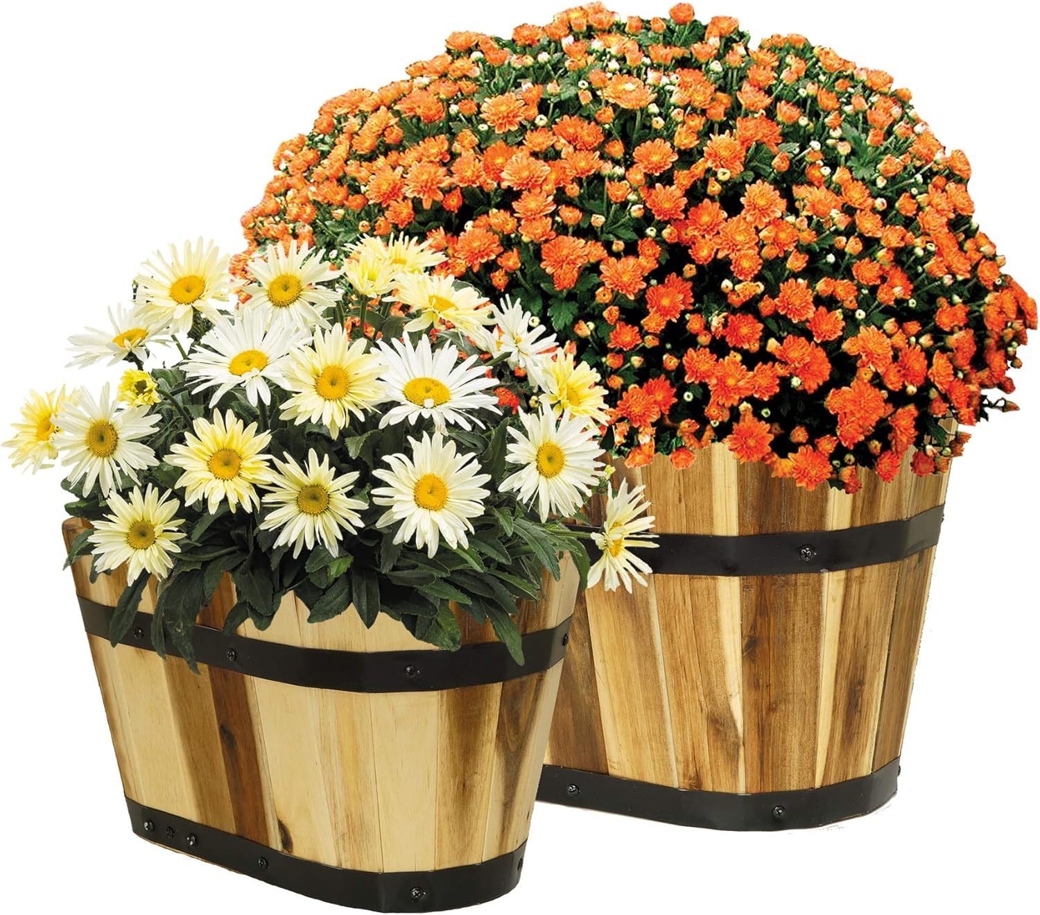 Set of 2 Acacia Wood Oval Barrel Planters with Metal Bands