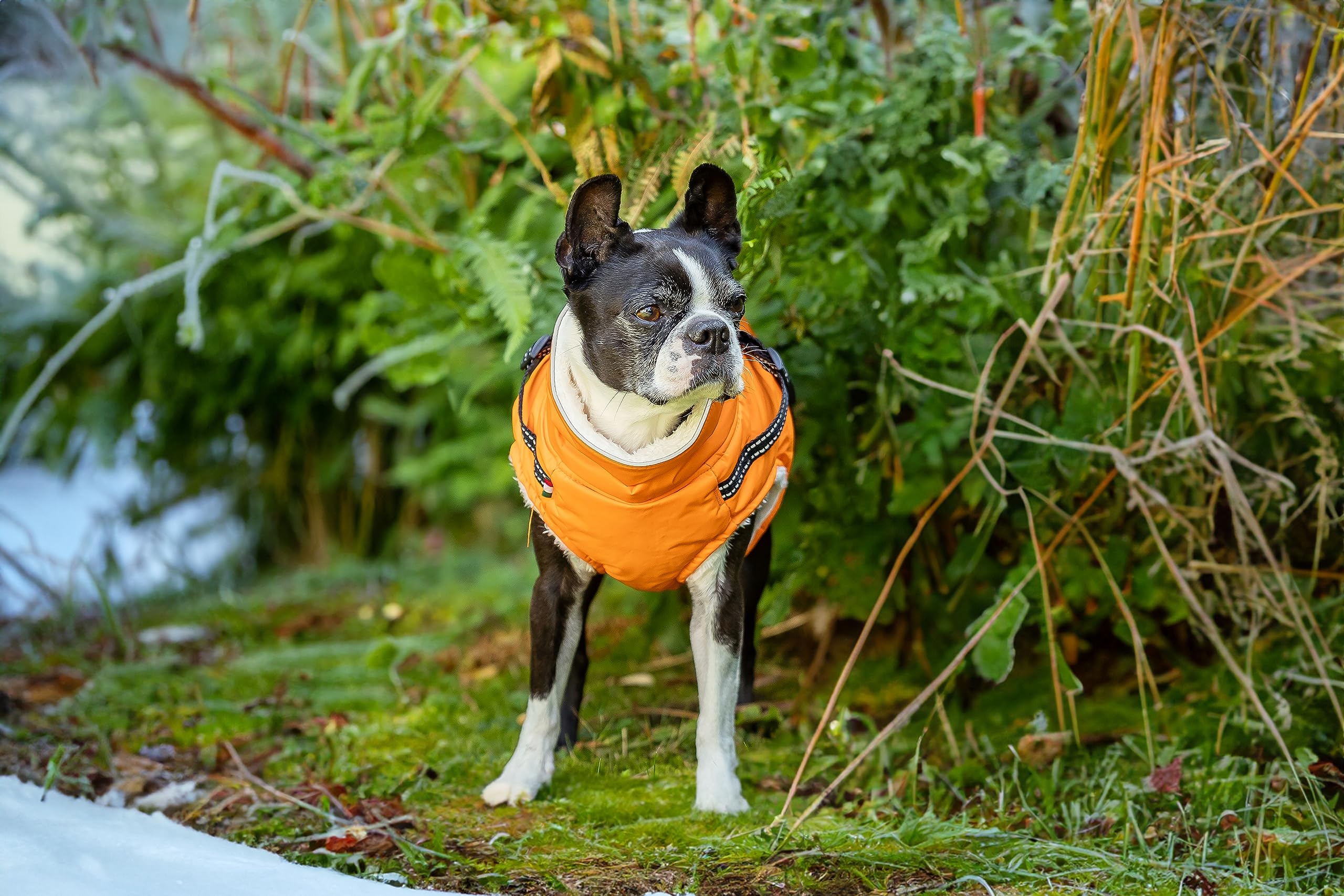 CHIARA Jacket with Harness, Nick, Orange, XL - Image 4