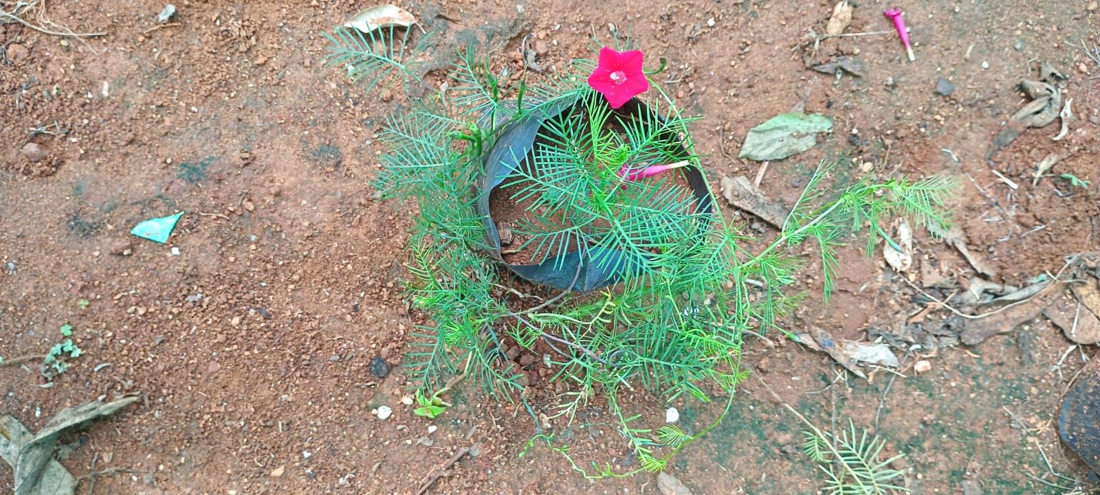 Anuraj Farms Cypress Vine Ipomoea Quamoclit/Humming Bird Vine Flower, Cypress Vine Live Plant