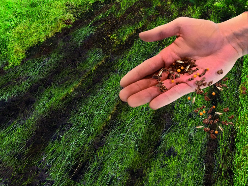 compo fertilizer Compo green plant and palm fertilizer – SCHMIDT'S Onlineshop main image 0