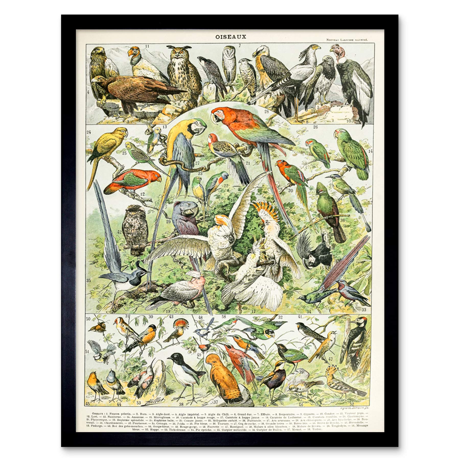 Artery8 Millot Encyclopedia Page Molluscs Shells Art Print Framed Poster Wall Decor 12x16 inch — view 110