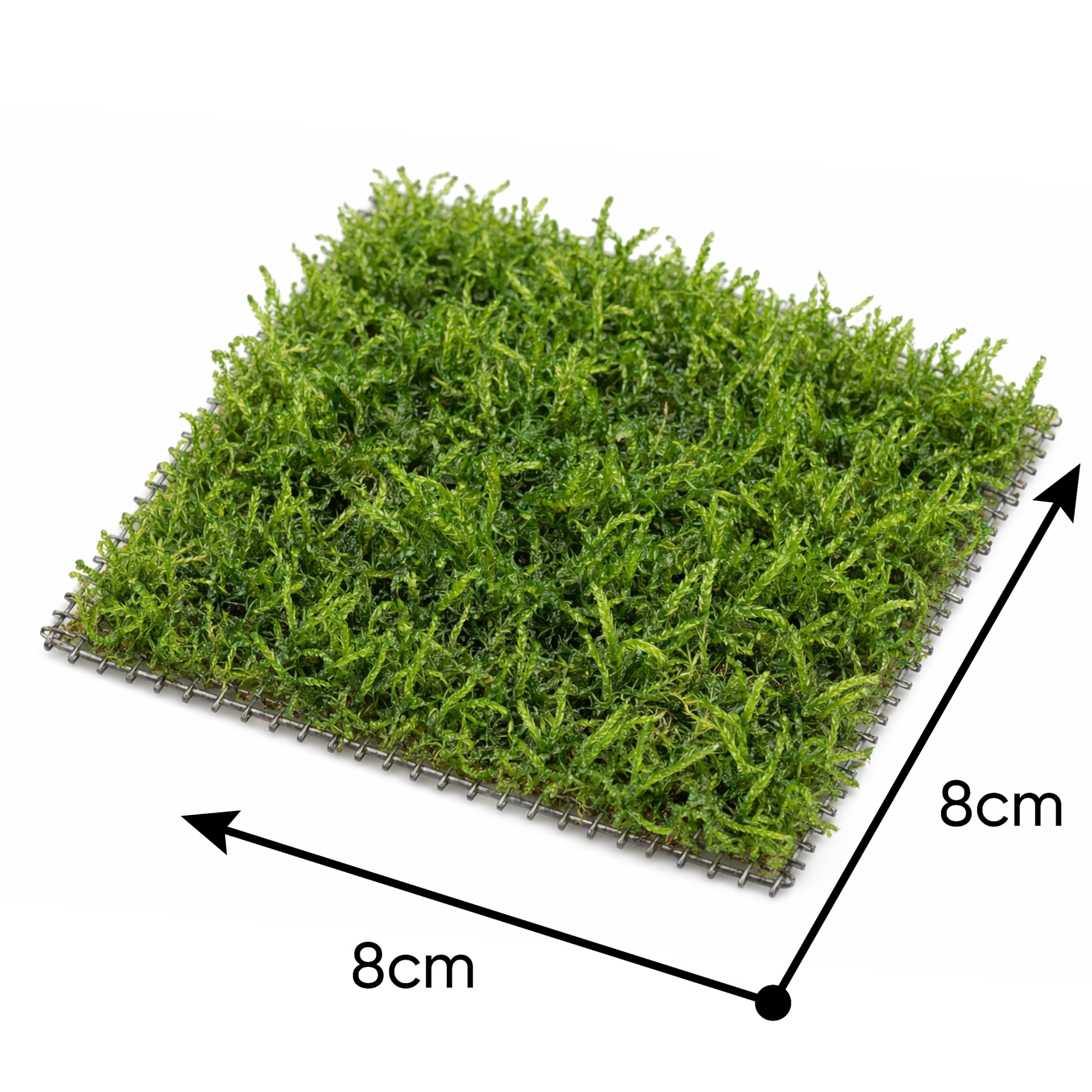 AquaBreedingSkill mousse de Taiwan sur grille en acier inoxydable 8×8 cm – Taxiphyllum sp. mousse d’aquarium vivante – tapis de mousse prêt à l’emploi pour aquascaping, crevettes et nano aquarium