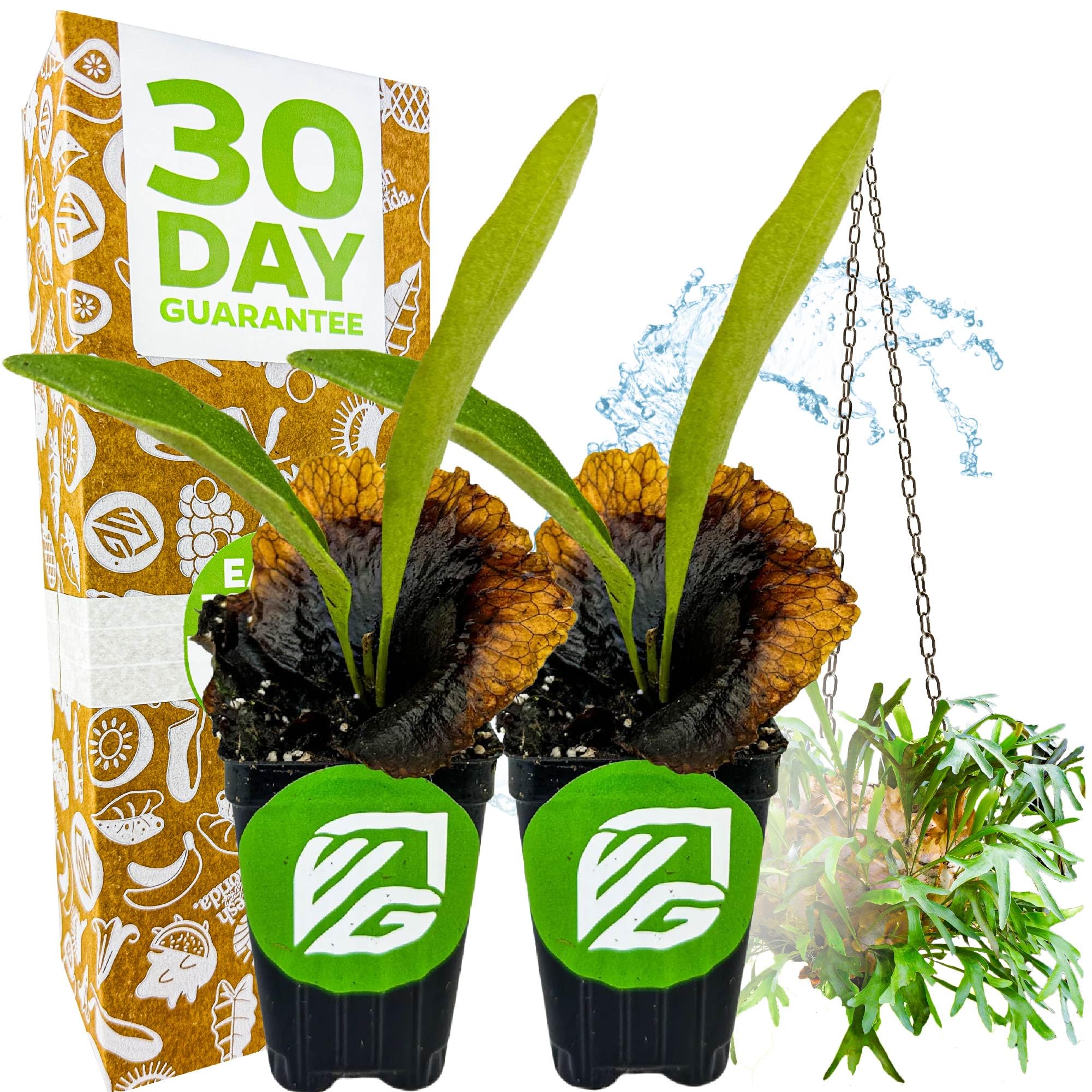 Wellspring Staghorn Fern